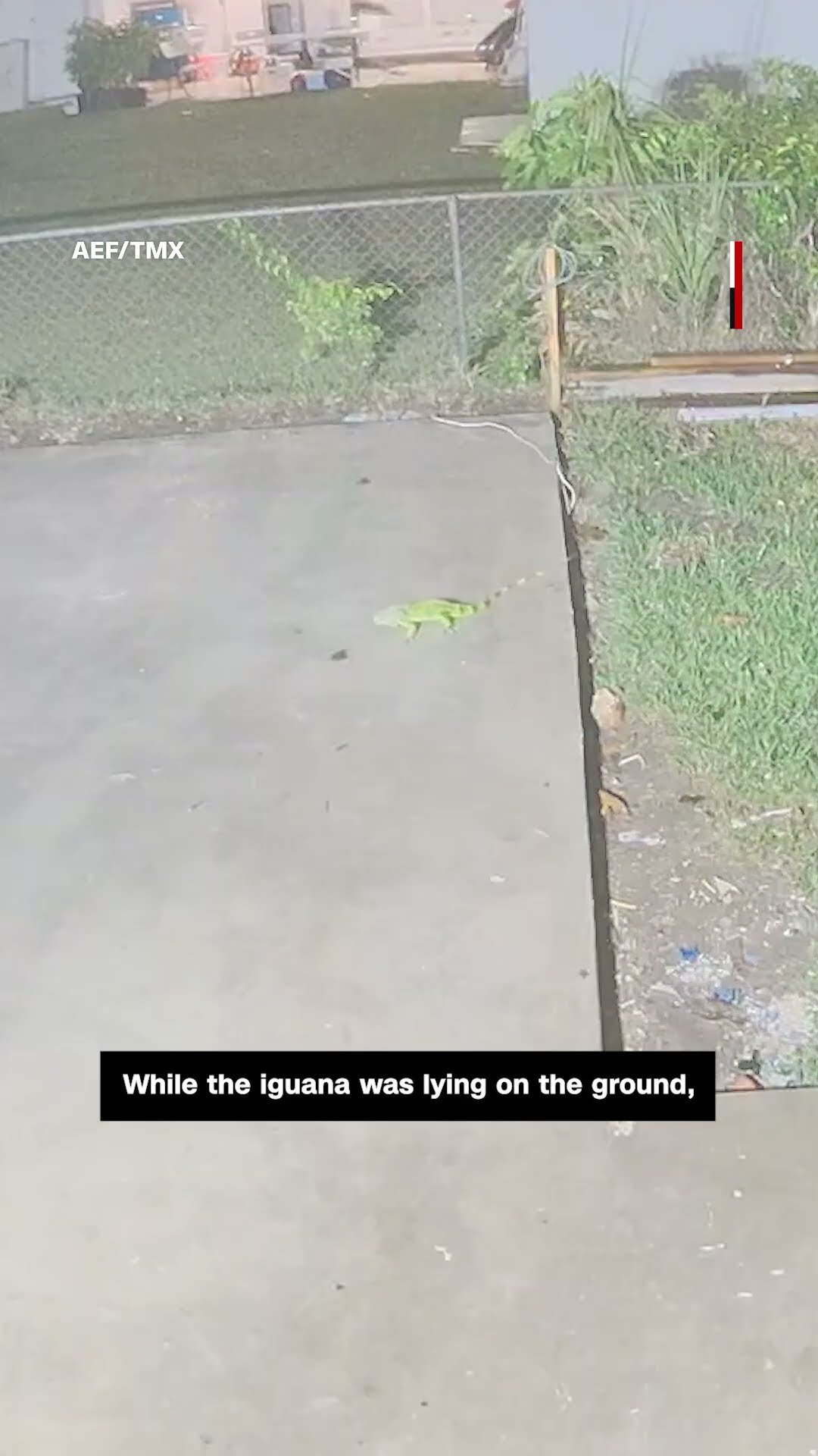 Watch frozen iguana fall from tree and get bitten by cat