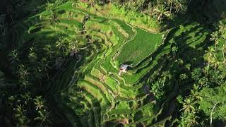Nature’s Canvas: The Beauty of Indonesian Rice Fields