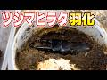 特大サイズのツシマヒラタ羽化しました