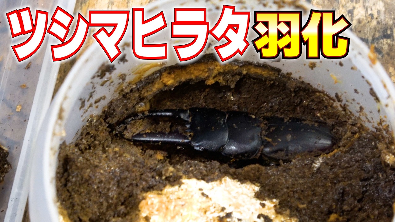 特大サイズのツシマヒラタ羽化しました