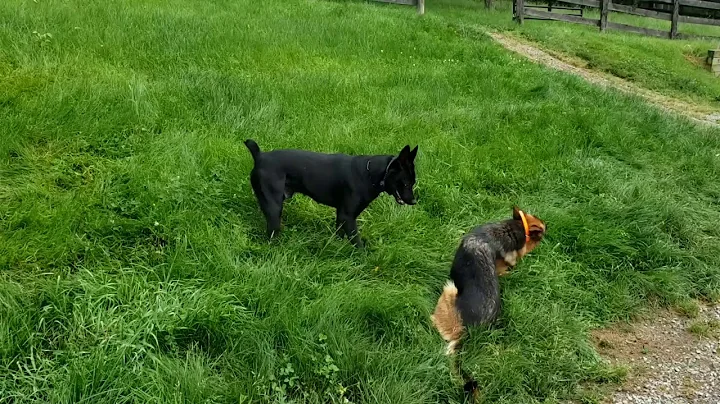 How do dogs decide who is dominant? (2023)