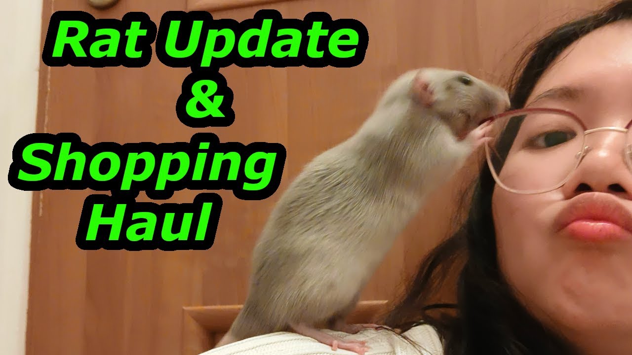 Rat Update Rat Update & Shopping!! - YouTube