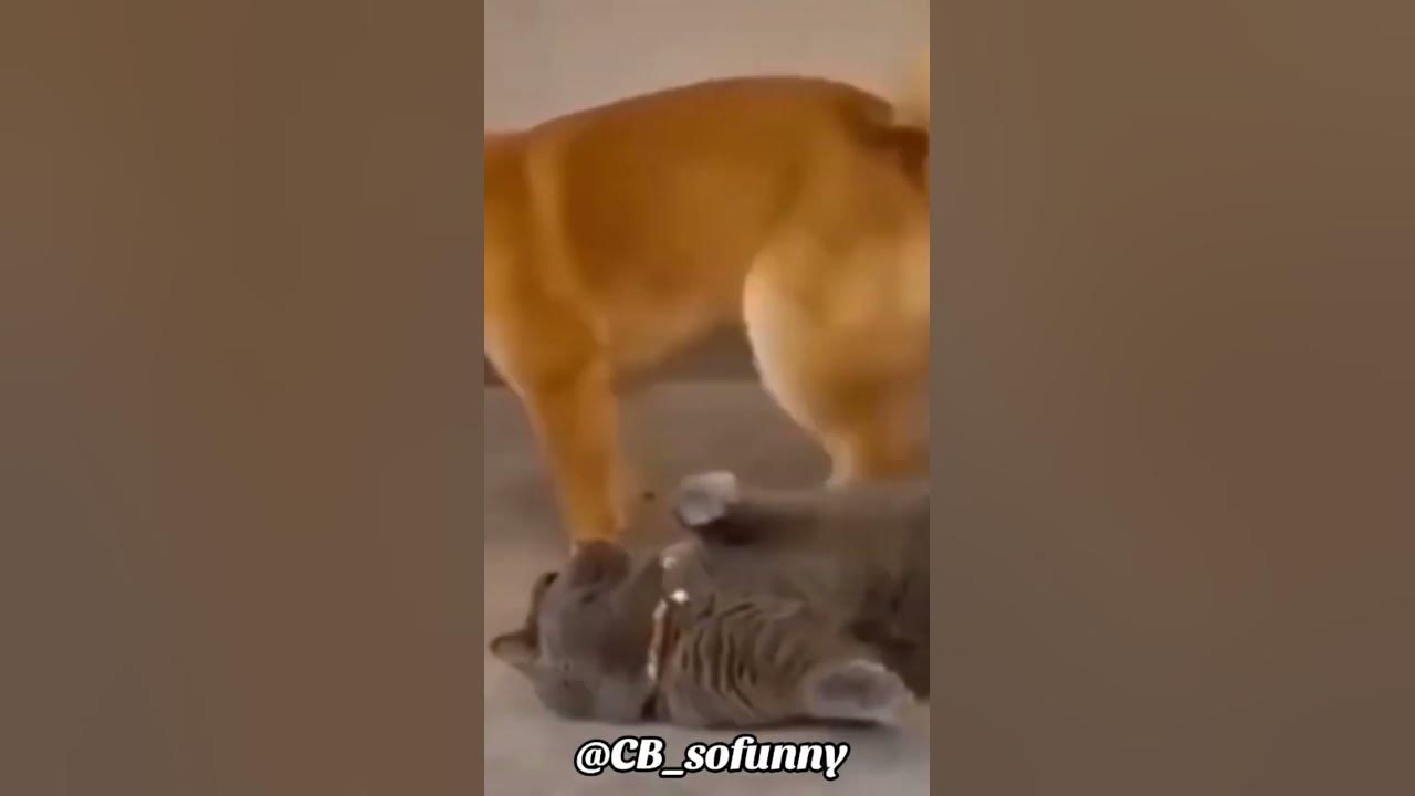 When the dog pass gas comedyskits funnyskits laugh YouTube