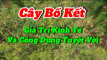 Cây Bồ kết | khám phá giá trị kinh tế và công dụng tuyệt vời của | cây Bồ kết |