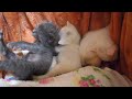 【子猫】３匹の仲良し子猫がお昼寝をする【未公開映像】