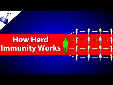 How Herd Immunity Works