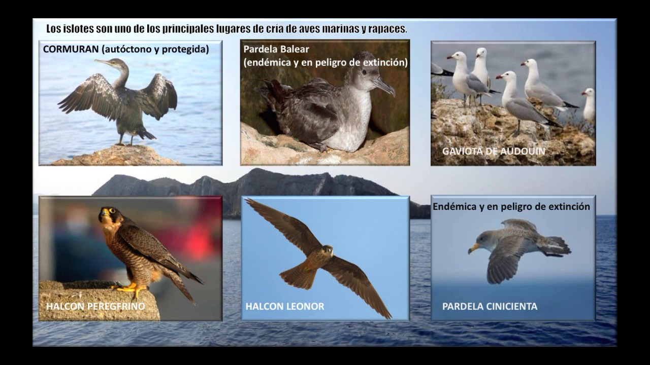 Es Vedrà i es Illots de ponent  Lluis Gutiérrez