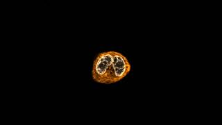 Multi-photon z-stack of cellular spheroids