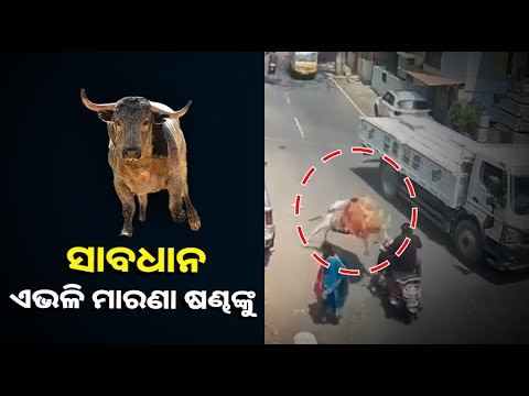 ଟିକିଏ ଅସାବଧାନ ହେଲେ ବୁଲା ଷଣ୍ଢ ନେଇଯିବେ ଜୀବନ