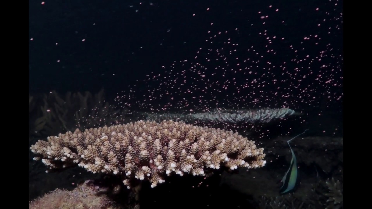 サンゴの産卵 Log 3 Okinawa Youtube