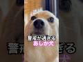 警戒が過ぎるあしか犬#シャンプー嫌い#保護犬と暮らす