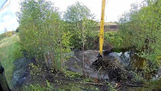 Destroyed beaver dams What's there in two weeks...