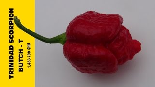 ⟹ Trinidad Scorpion Butch T Pepper | Capsicum chinense