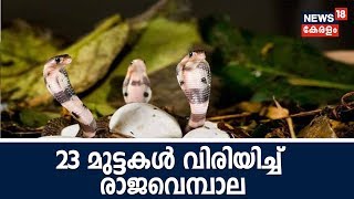 Good Morning Keralam |കൊട്ടിയൂർ  രാജവെമ്പാലയുടെ 23 മുട്ടകൾ വരിഞ്ഞു ; കുഞ്ഞുങ്ങളെ അധികൃതർക്ക് കൈമാറി