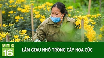 Làm giàu từ trồng cây hoa cúc | VTC16