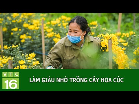 Video: Tôi nên trồng loại hoa giống cúc nào trong bồn hoa của mình?