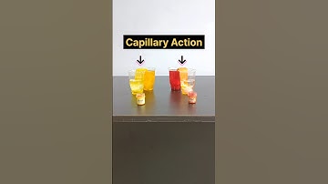 Capillary Action Experiment | Adhesion and Cohesion |#shorts #science