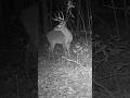 Best Time to Find The Best Scrapes #whitetaildeer #hunting #deer #bowhunting #hunt #outdoors #bow