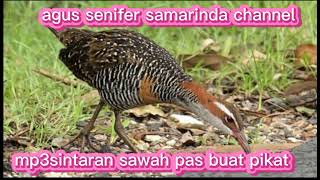 Download Lagu mp3 sintaran sawah MP3