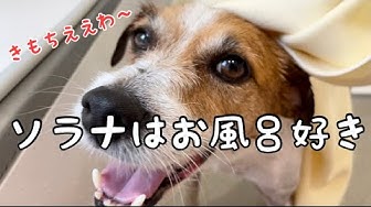 お風呂好き犬 Youtube お風呂好き犬 Youtube
