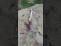 واحد وعشرين حنش داخل بطن الحيه كل ما ظربتها مره خرجت خمسه حنشان