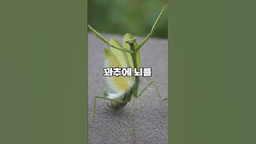 사마귀가 꽈추에 뇌를 지배당하는 과정