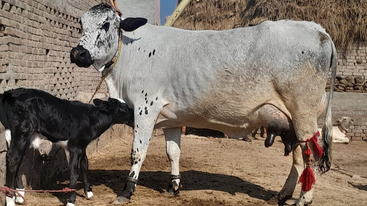 16. February. 2026. (03136387637)