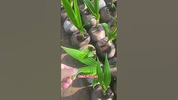 Dừa dứa thái lan