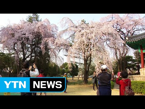 [날씨] 맑고 화창한 봄...내일 남부 비 / YTN