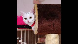 何でも遊びにしちゃう子猫が可愛い! #マンチカン #白猫  #短足
