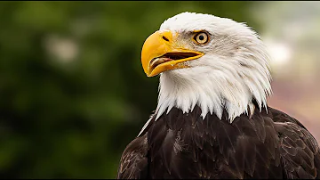 Was für ein Geräusch macht der Adler?