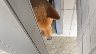 飼い主が帰るのを玄関で待機する柴犬