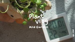 [Plant Vlog] A Tulip Lifting a Soil Clod 🌷 Spring Flowers Arrive Right on Time | ep156