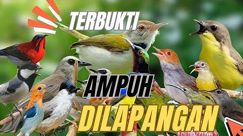 “MP3 Pikat Burcil Paling Ampuh | Tested di Lapangan"