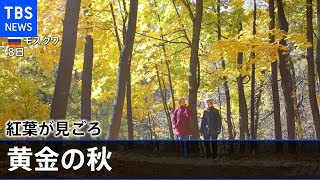「黄金の秋」ロシア・モスクワで紅葉見頃に