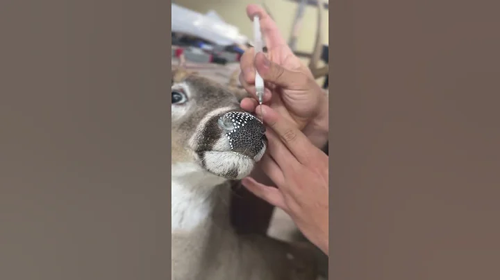 Giving the nose texture before painting #taxidermy #taxidermist #deer #whitetaildeer #art
