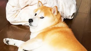 おしりを押されると形を保ったまま静かに回転していく柴犬