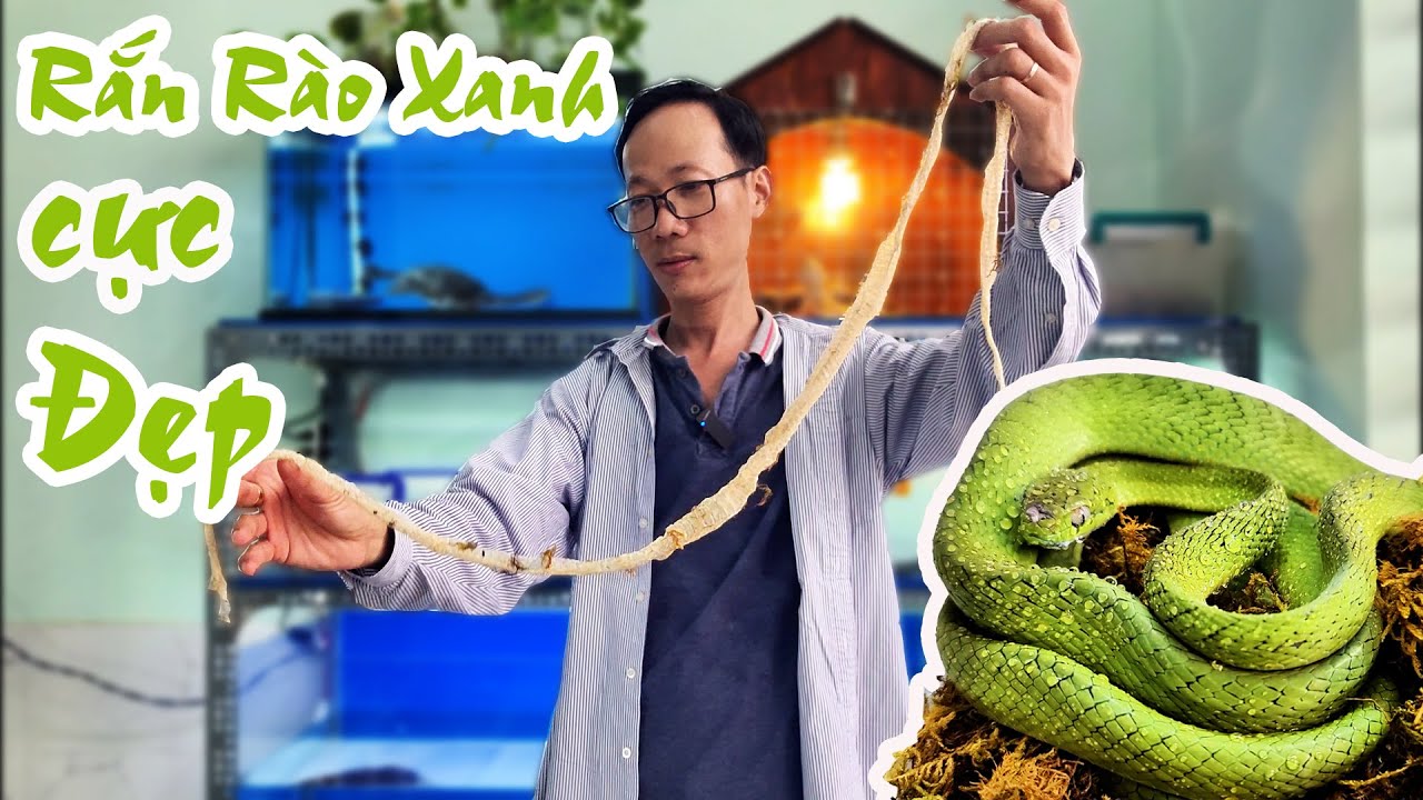 Rắn Rào Xanh - Loài Rắn 