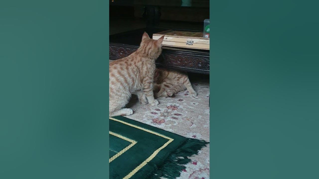 cats grooming themselves YouTube