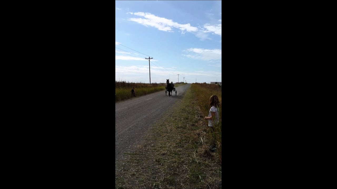 Priceless Morgan stallion pleasure driving on road