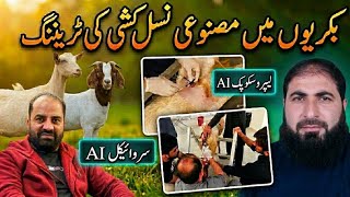Boer Goat AI Training Started in Pakistan | بکریوں میں مصنوعی نسل کشی کی ٹریننگ