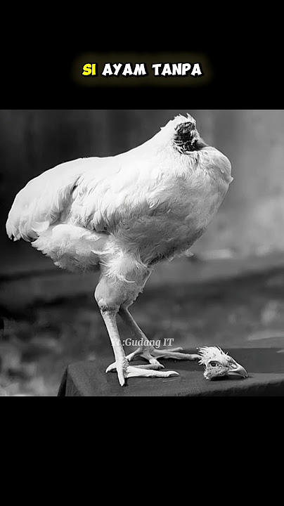 FOTO LANGKA YANG HARUS KALIAN LIHAT SEKALI SEUMUR HIDUP #gudangit #shorts