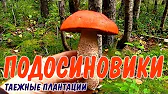 Максим Медведев