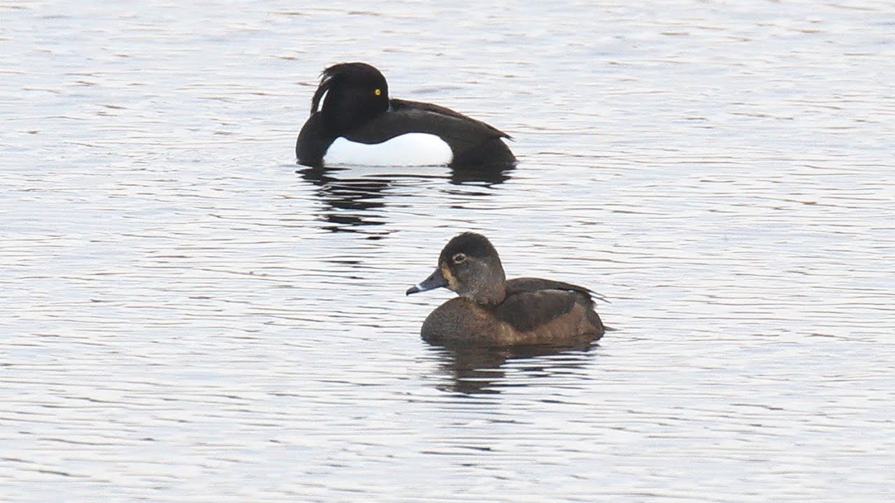 Ring-necked Duck - the first record for Rathlin!