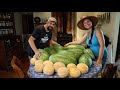 It's All About the Melons! Our Amazing Harvest!!