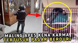 MALING APES KENA KARMA !! Maling ini Terkena Sial Saat Loncat Kepagar Berduri