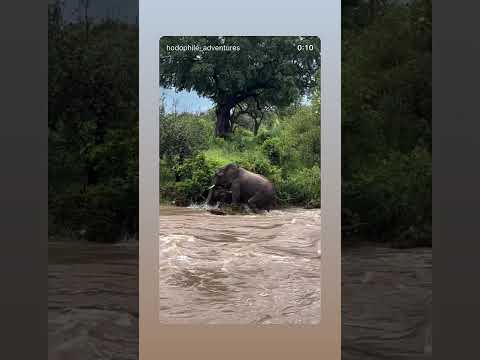 A mother’s strength survival in the wild🥺 #fypシ゚viral #elephant #fypyoutube #savetheelephants