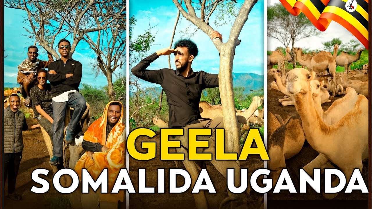 GEELA UGANDA  🇺🇬 IYO GEELA SOMALIA 🇸🇴 MAXAY KU KALA DUWANYIHIIN?