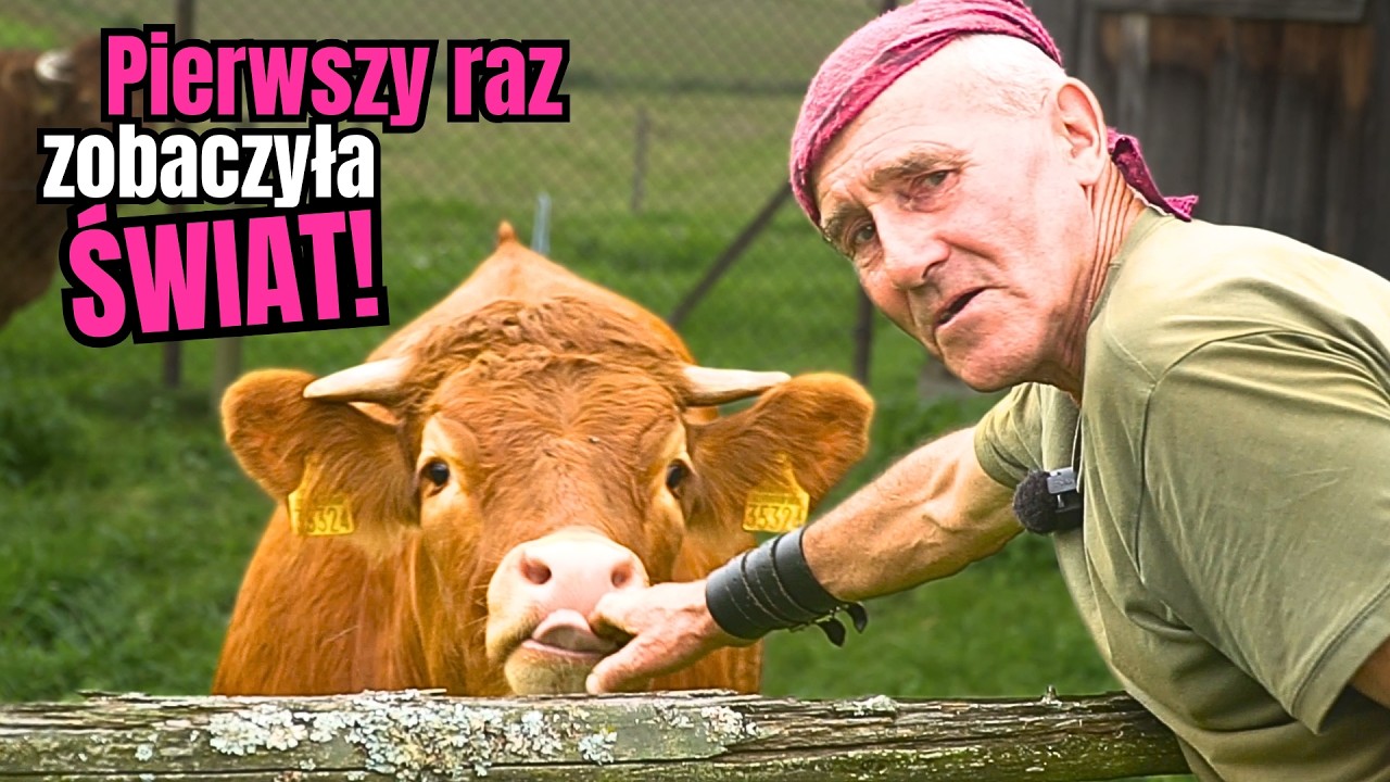 Pierwszy RAZ w życiu wyszła z OBORY. Wyprowadzam JAŁÓWKĘ na pastwisko