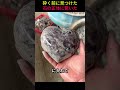 砕く前に見つけた石の正体に驚いた😱❤️